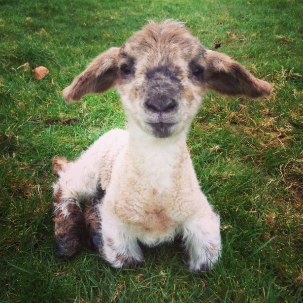 Smiling lamb anyone?